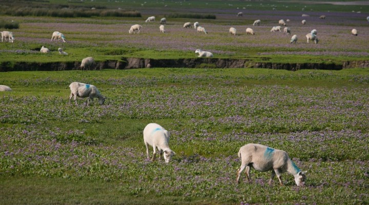 Gower Salt Marsh Lamb