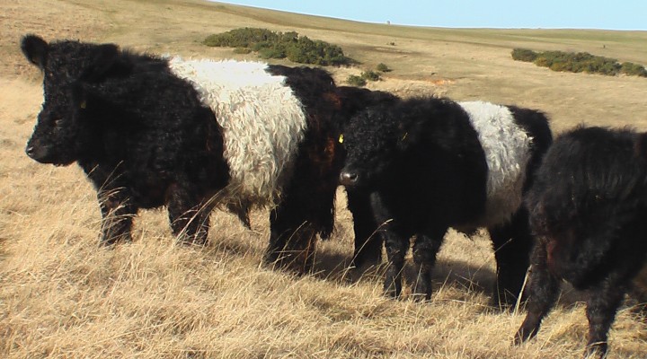 Cleeve Common Board of Conservators