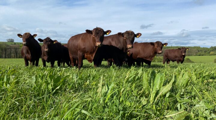 Fir Farm Holdings Ltd