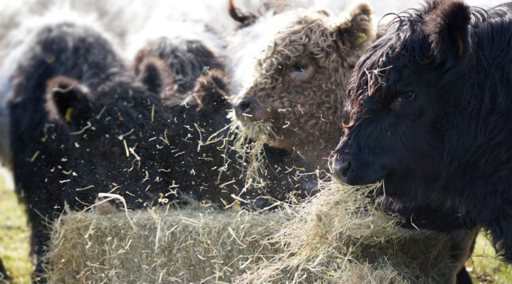 Ebworth Estate Belted Galloway Beef