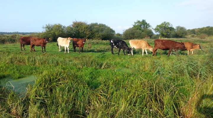 The Calf at Foot Dairy