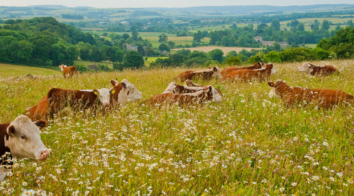 Cotswold Beef