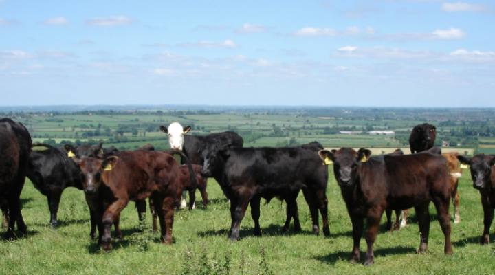 Hogshaw Hill Farm – Pasture for Life – Certified 100% grass-fed meat ...
