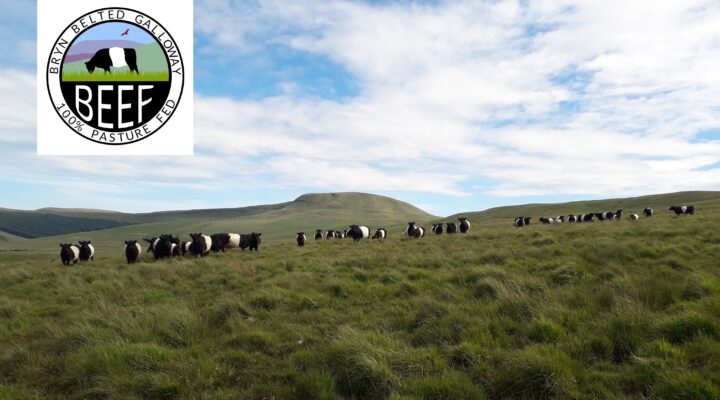 Bryn Belted Galloway Beef