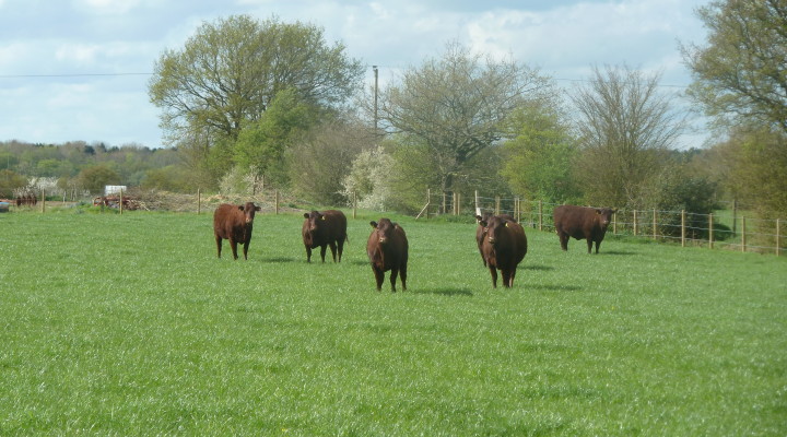 Deersbrook Farm