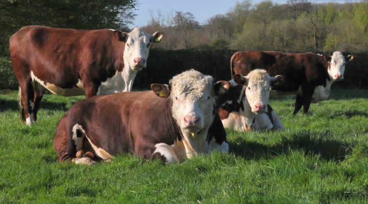 Fir Farm Ltd (Owners of Firbosa Herefords)