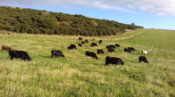 Wester Logie Farm