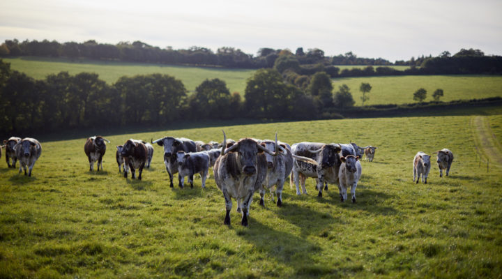 The Butchery at English Farm