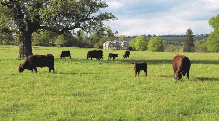 Hampton Estate Naturally Reared Produce