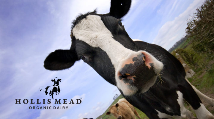 Hollis Mead Organic Dairy