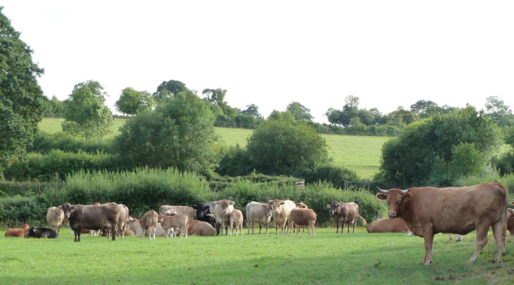 Upper Leigh Farm