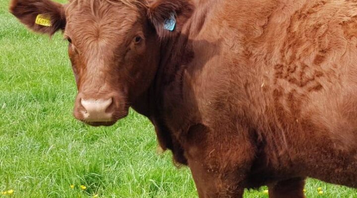 Balbirnie Home Farms