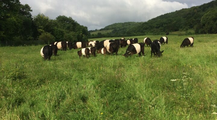 Manor Farm Belted Galloway Beef