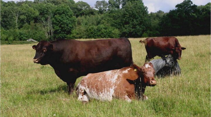 the Morecambe Bay Conservation Grazing Co.