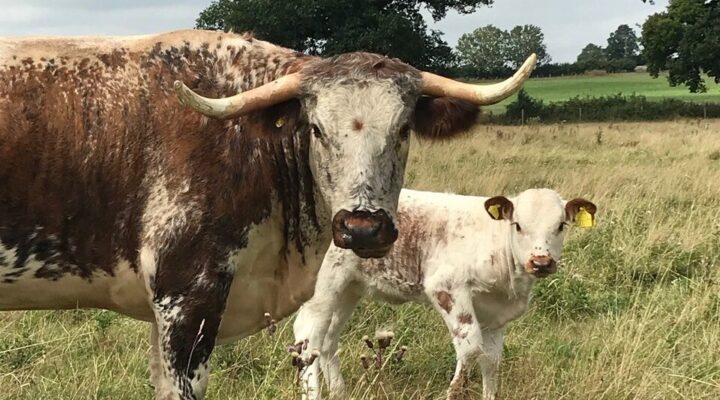 Rose Dale’s Organic Farm 