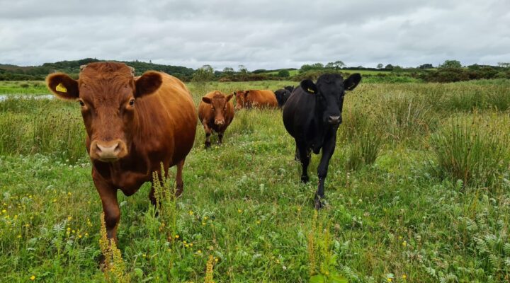 Ballyboley Dexters