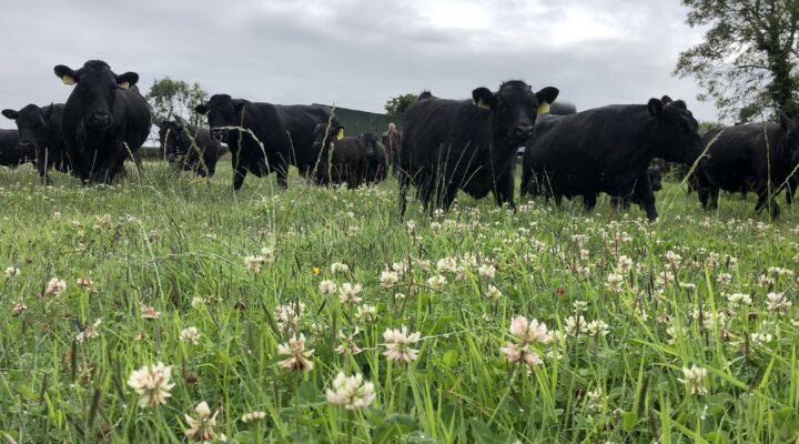 Ballyboley Dexter Beef