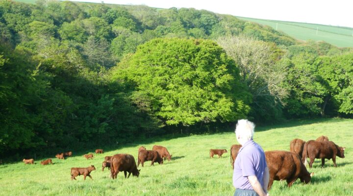 Higher Cheristow Farm