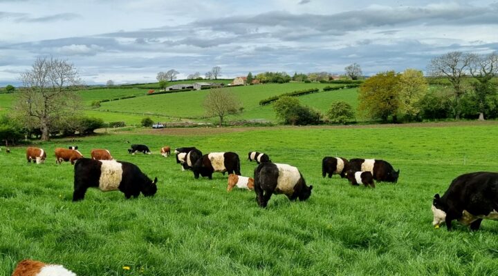 CB Farms LLP