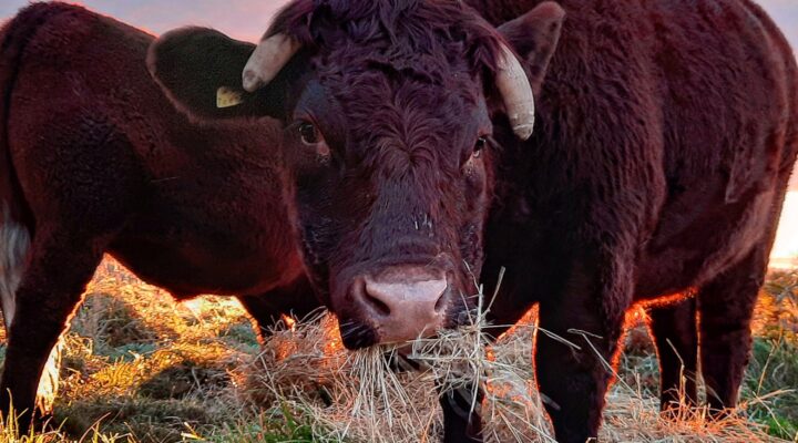 Ebbor Gorge Beef