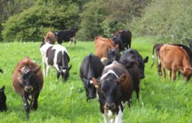 What is Pasture Fed?  Torpenhow Organic Cheese, Cumbria