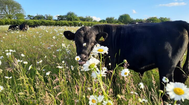 Springtree Dexter Beef