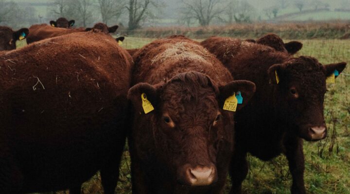 Ramsland Farm