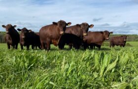 Fir Farm Holdings Ltd