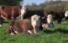 Fir Farm Holdings Ltd