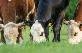Long Meadow Beef 