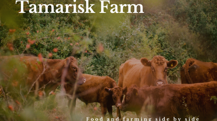 Tamarisk Farm